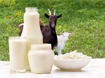Geitenmelk – puur melk proteïne van de jeugd – verjongt – hersteld en verzacht de huid en haar
