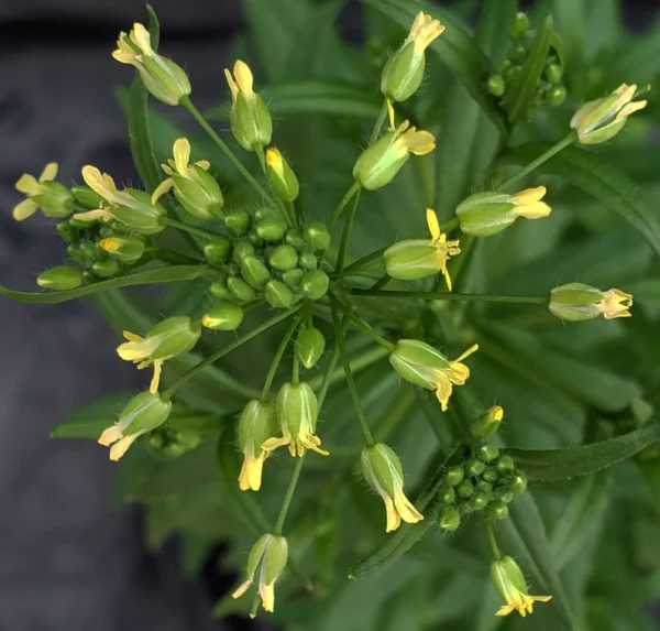 Savons Arthur 100% Frans provinciaalse biologische vierge Camelina olie - herstelt de huid - ook geschikt voor koken 250ml - Afbeelding 4
