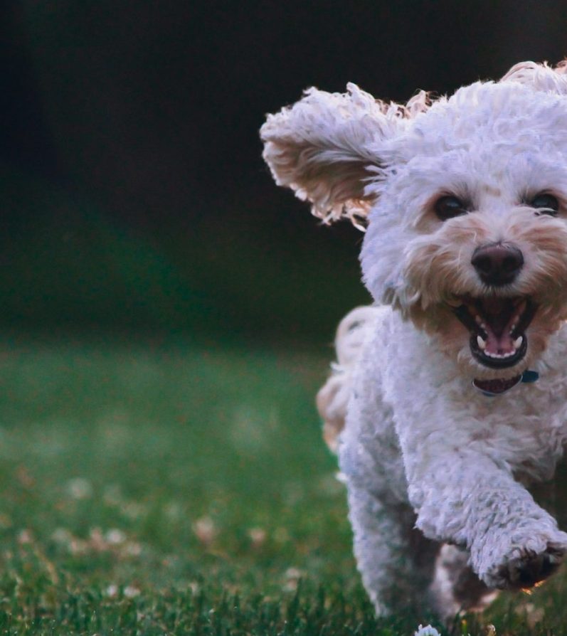 Animally biologische honden en katten Probiotische Digest - nuttige bacteriën - slechte darmflora 30 tabletten