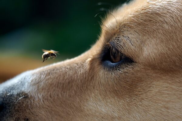 Biologische handgemaakt anti-insecten en vlooien - mijten honden en katten spray - gember - kruidnagel - munt 250ml - Afbeelding 3
