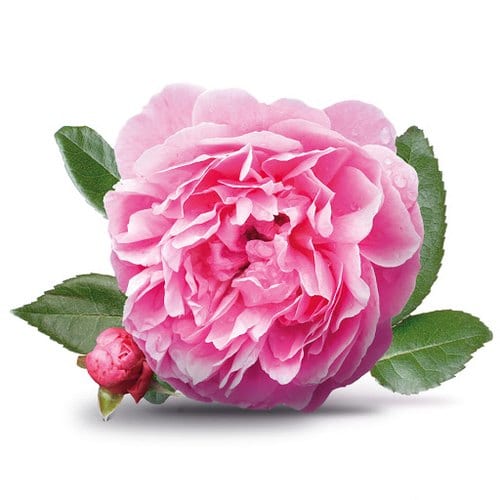 rose-olie
